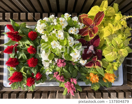 紅色、白色、粉紅色、橘色和綠色混種植物。 137804879