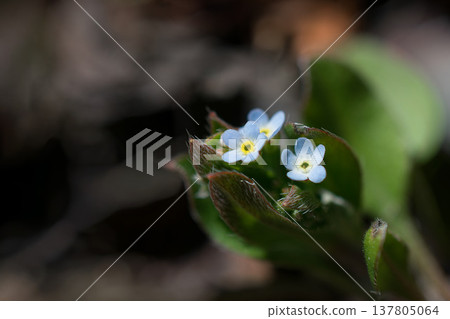 小小的勿忘我花 小小的勿忘我花 137805064