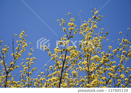 Yellow sanshui flowers 137805139