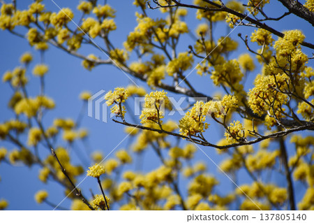 黃色三水花 137805140