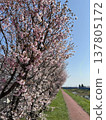 Cherry blossoms stand out against a spring road and blue sky. 137805172