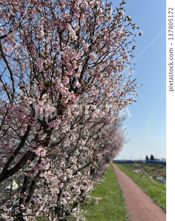 Cherry blossoms stand out against a spring road and blue sky. Cherry blossoms stand out against a spring road and blue sky. 137805172
