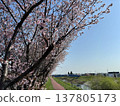 Cherry blossoms stand out against a spring road and blue sky. 137805173