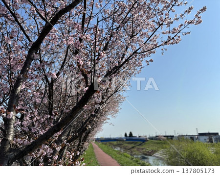 Cherry blossoms stand out against a spring road and blue sky. 137805173