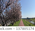 Cherry blossoms stand out against a spring road and blue sky. 137805174