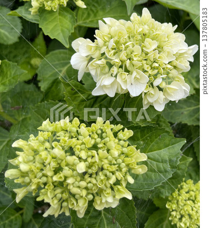 白色繡球花 白色繡球花 137805183