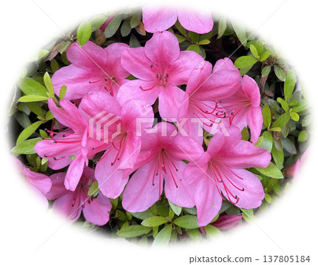 白色背景上的杜鵑花 白色背景上的杜鵑花 137805184