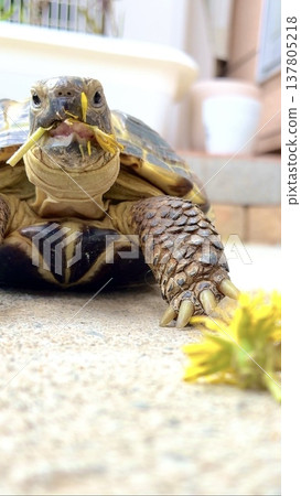 A Russian tortoise eating a dandelion. A Russian tortoise eating a dandelion. 137805218