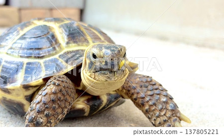 A Russian tortoise with a sulky expression stares directly at the camera. A Russian tortoise with a sulky expression stares directly at the camera. 137805221