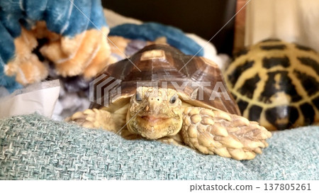 一隻咧嘴笑著的非洲盾臂龜 一隻咧嘴笑著的非洲盾臂龜 137805261