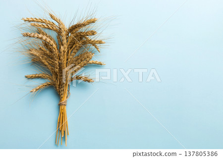 Sheaf of wheat ears close up and seeds on colored background. Natural cereal plant, harvest time concept. Top view, flat lay with copy space. world wheat crisis Sheaf of wheat ears close up and seeds on colored background. Natural cereal plant, harvest time concept. Top view, flat lay with copy space. world wheat crisis 137805386