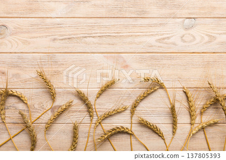 Sheaf of wheat ears close up and seeds on colored background. Natural cereal plant, harvest time concept. Top view, flat lay with copy space. world wheat crisis Sheaf of wheat ears close up and seeds on colored background. Natural cereal plant, harvest time concept. Top view, flat lay with copy space. world wheat crisis 137805393