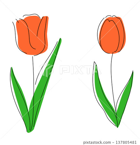 一幅簡潔可愛的春季插畫，描繪了手繪的橙色鬱金香。 137805481