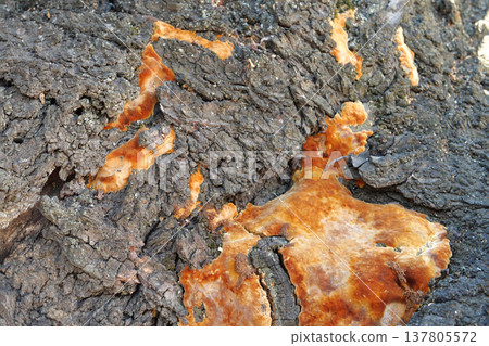 fungus on a tree trunk outdoor. Fungal disease. Close-up fungus on a tree trunk outdoor. Fungal disease. Close-up 137805572