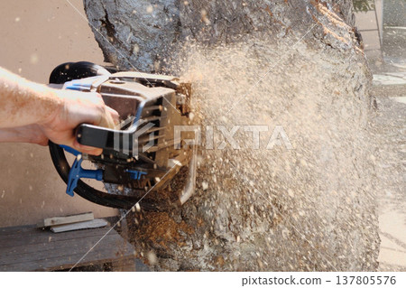 Chainsaw in action for cutting wood. worker cuts a tree trunk into logs with a saw. Close-up of a saw in motion, sawdust flying to the sides. Woodworking, wood cutting tools, wood Chainsaw in action for cutting wood. worker cuts a tree trunk into logs with a saw. Close-up of a saw in motion, sawdust flying to the sides. Woodworking, wood cutting tools, wood 137805576