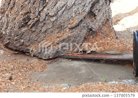 Chainsaw in action for cutting wood. worker cuts a tree trunk into logs with a saw. Close-up of a saw in motion, sawdust flying to the sides. Woodworking, wood cutting tools, wood Chainsaw in action for cutting wood. worker cuts a tree trunk into logs with a saw. Close-up of a saw in motion, sawdust flying to the sides. Woodworking, wood cutting tools, wood 137805579
