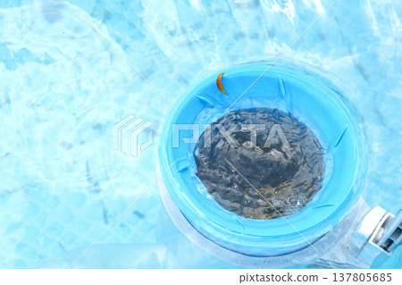 Top view of the blue skimmer for cleaning the pool in clear water. Contaminated pool cleaning concept 137805685