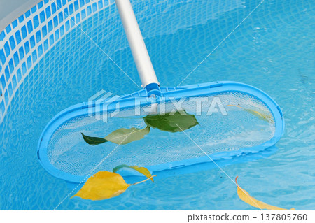 Cleaning a swimming pool with a mesh skimmer . The long net cleans colored leaves off surface of the water 137805760