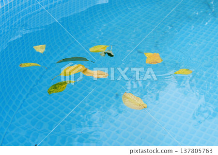 Cleaning a swimming pool with a mesh skimmer. The long net cleans colored leaves off surface of the water Cleaning a swimming pool with a mesh skimmer. The long net cleans colored leaves off surface of the water 137805763