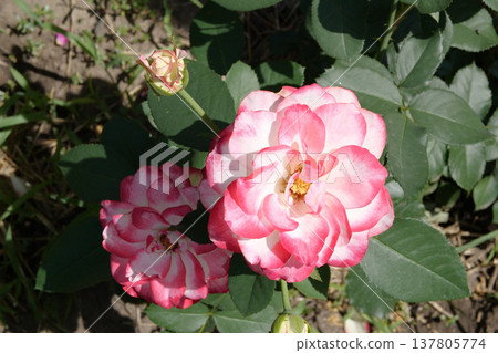 Garden spray of pink roses close up. Green leaves on branches and bright, fresh blooming roses. home garden Garden spray of pink roses close up. Green leaves on branches and bright, fresh blooming roses. home garden 137805774