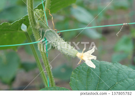 small cucumber with a flower hanging on a branch in the garden on a sunny day small cucumber with a flower hanging on a branch in the garden on a sunny day 137805782