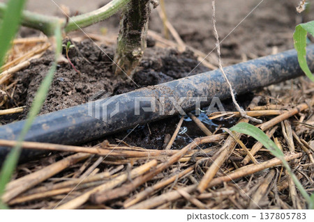 drip watering of the plant. Water drips onto the drip irrigation system used on the farm and saves water drop by drop drip watering of the plant. Water drips onto the drip irrigation system used on the farm and saves water drop by drop 137805783