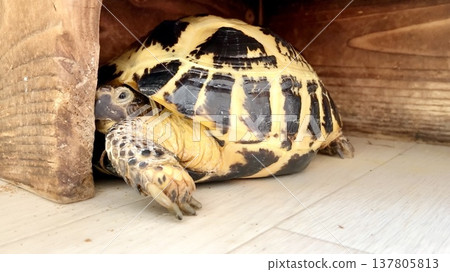 Russian tortoise hiding in a shelter 137805813