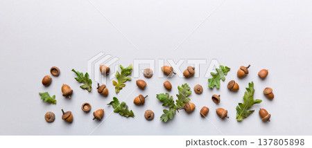 Branch with green oak tree leaves and acorns on colored background, close up top view Branch with green oak tree leaves and acorns on colored background, close up top view 137805898