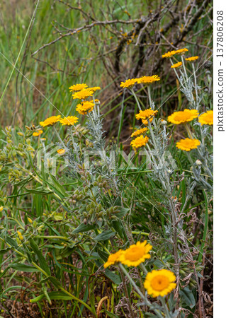Feathery foliage and yellow flowers of Cota tinctoria Kelwayi in June Feathery foliage and yellow flowers of Cota tinctoria Kelwayi in June 137806208