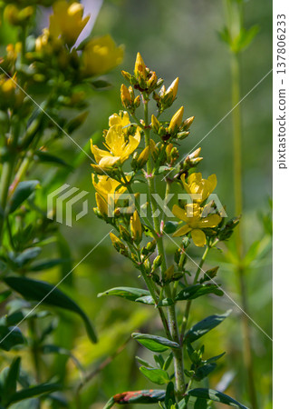 flowers of Saint Johns wort, Hypericum perforatum 137806233