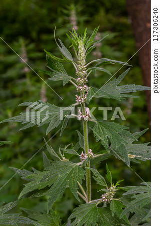 Leonurus cardiaca, known as motherwort. Other common names include throw-wort, lion's ear, and lion's tail. Medicinal plant. Grows in nature 137806240