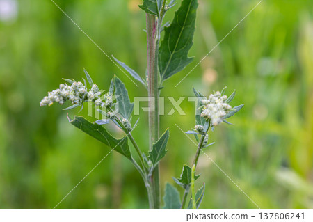 Chenopodium album, edible plant, common names include lamb's quarters, melde, goosefoot, white goosefoot, wild spinach, bathua and fat-hen Chenopodium album, edible plant, common names include lamb's quarters, melde, goosefoot, white goosefoot, wild spinach, bathua and fat-hen 137806241