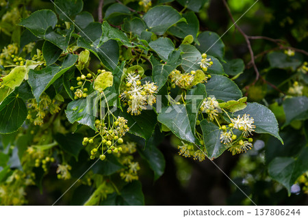 Linden, linden blossom with green leaves on a tree in summer 137806244