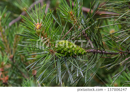 a small-growing cedar pine.Pinus pumila with big green cones in a sunny summer garden. Floral wallpaper 137806247