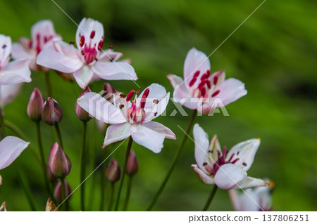 Photo butomus umbellatus flower burchardia, macro photo, forest water lily flower, summer spring, botany, background pink Photo butomus umbellatus flower burchardia, macro photo, forest water lily flower, summer spring, botany, background pink 137806251