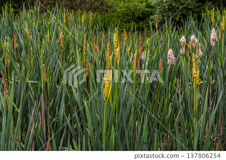 The broad-leaved bat Typha latifolia prefers marshy habitats, often inhabits the banks of ponds The broad-leaved bat Typha latifolia prefers marshy habitats, often inhabits the banks of ponds 137806254