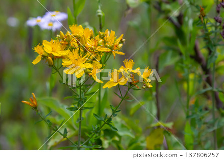flowers of Saint Johns wort, Hypericum perforatum 137806257
