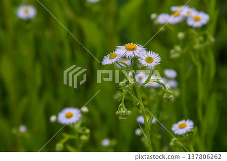 Erigeron annuus known as annual fleabane, daisy fleabane, or eastern daisy fleabane 137806262