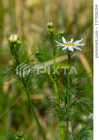 Matricaria chamomilla on wildflower meadow 137806264