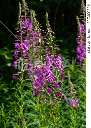 Wonderful flowering fireweed Chamaenerion angustifolium highlighted by the evening sun. A bunch of marvelous blossoming rosebay willowherbs Wonderful flowering fireweed Chamaenerion angustifolium highlighted by the evening sun. A bunch of marvelous blossoming rosebay willowherbs 137806266