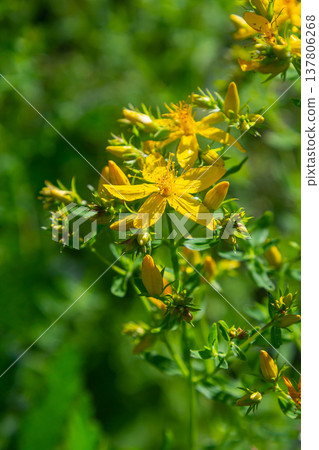 flowers of Saint Johns wort, Hypericum perforatum flowers of Saint Johns wort, Hypericum perforatum 137806268