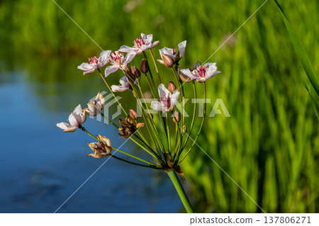 Photo butomus umbellatus flower burchardia, macro photo, forest water lily flower, summer spring, botany, background pink 137806271