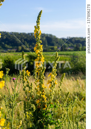 Common mullein - pale yellow flowers of verbascum nigrum plant, used as herb and medicine - growing in the medicinal garden Common mullein - pale yellow flowers of verbascum nigrum plant, used as herb and medicine - growing in the medicinal garden 137806278
