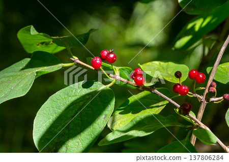 Festive Holiday Honeysuckle Branch with Red Berries Lonicera xylosteum Festive Holiday Honeysuckle Branch with Red Berries Lonicera xylosteum 137806284