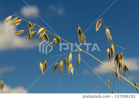 Fatua oatmeal. Stem, leaf and hanging ears of wild oats. Grasses Fatua oatmeal. Stem, leaf and hanging ears of wild oats. Grasses 137806291