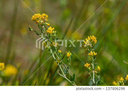 Medicago falcata, plant species of the genus Medicago. It is native to much of Europe and Asia 137806296