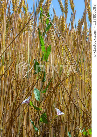 Field bindweed or Convolvulus arvensis European bindweed Creeping Jenny Possession vine herbaceous perennial plant with open and closed white flowers surrounded with dense green leaves Field bindweed or Convolvulus arvensis European bindweed Creeping Jenny Possession vine herbaceous perennial plant with open and closed white flowers surrounded with dense green leaves 137806298