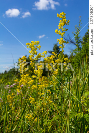 Closeup yellow flowers of lady's bedstraw, yellow bedstraw Galium verum in a Dutch garden. Family Rubiaceae. Summer, August, Netherlands Closeup yellow flowers of lady's bedstraw, yellow bedstraw Galium verum in a Dutch garden. Family Rubiaceae. Summer, August, Netherlands 137806304