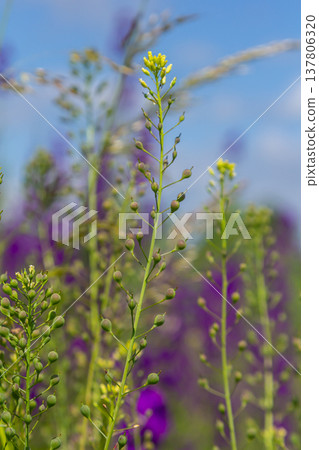 Camelina microcarpa, Brassicaceae. Wild plant shot in spring Camelina microcarpa, Brassicaceae. Wild plant shot in spring 137806320