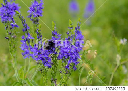 Veronica spicata spiked speedwell syn. Pseudolysimachion spicatum is a species of flowering plant in the family Plantaginaceae 137806325